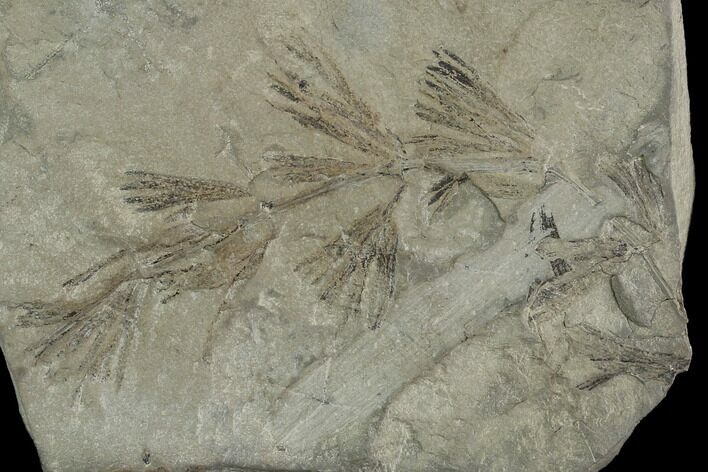 Pennsylvanian Fossil Horsetail (Annularia) Plate - Kentucky #126332